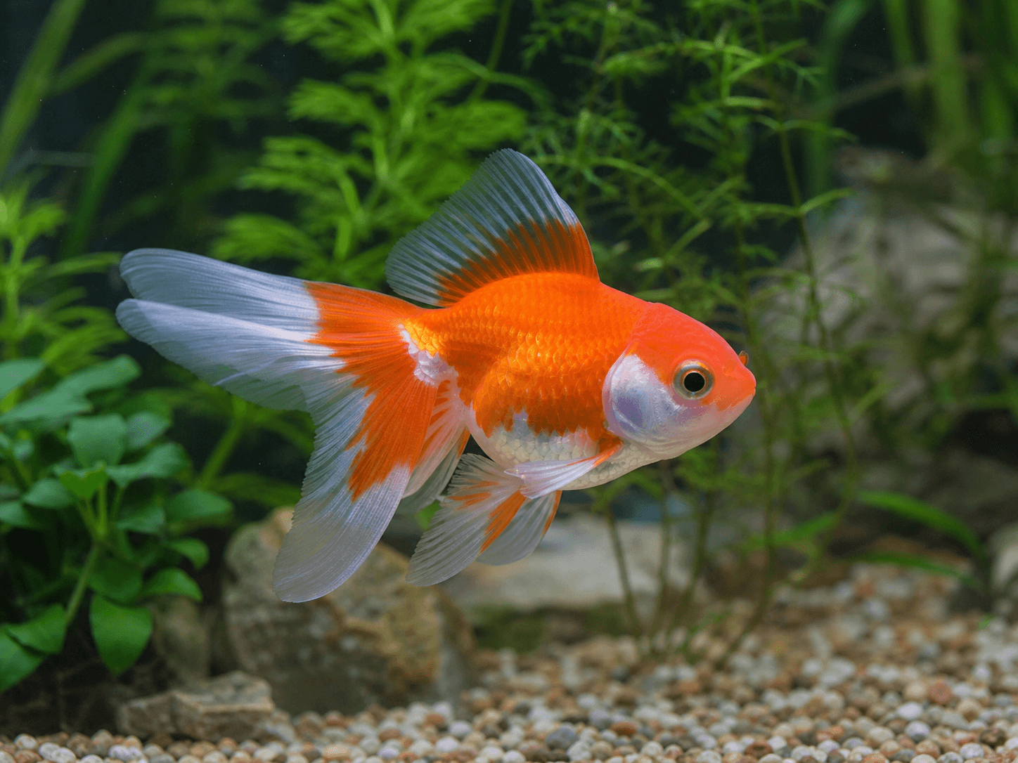 Goldfish available online in India