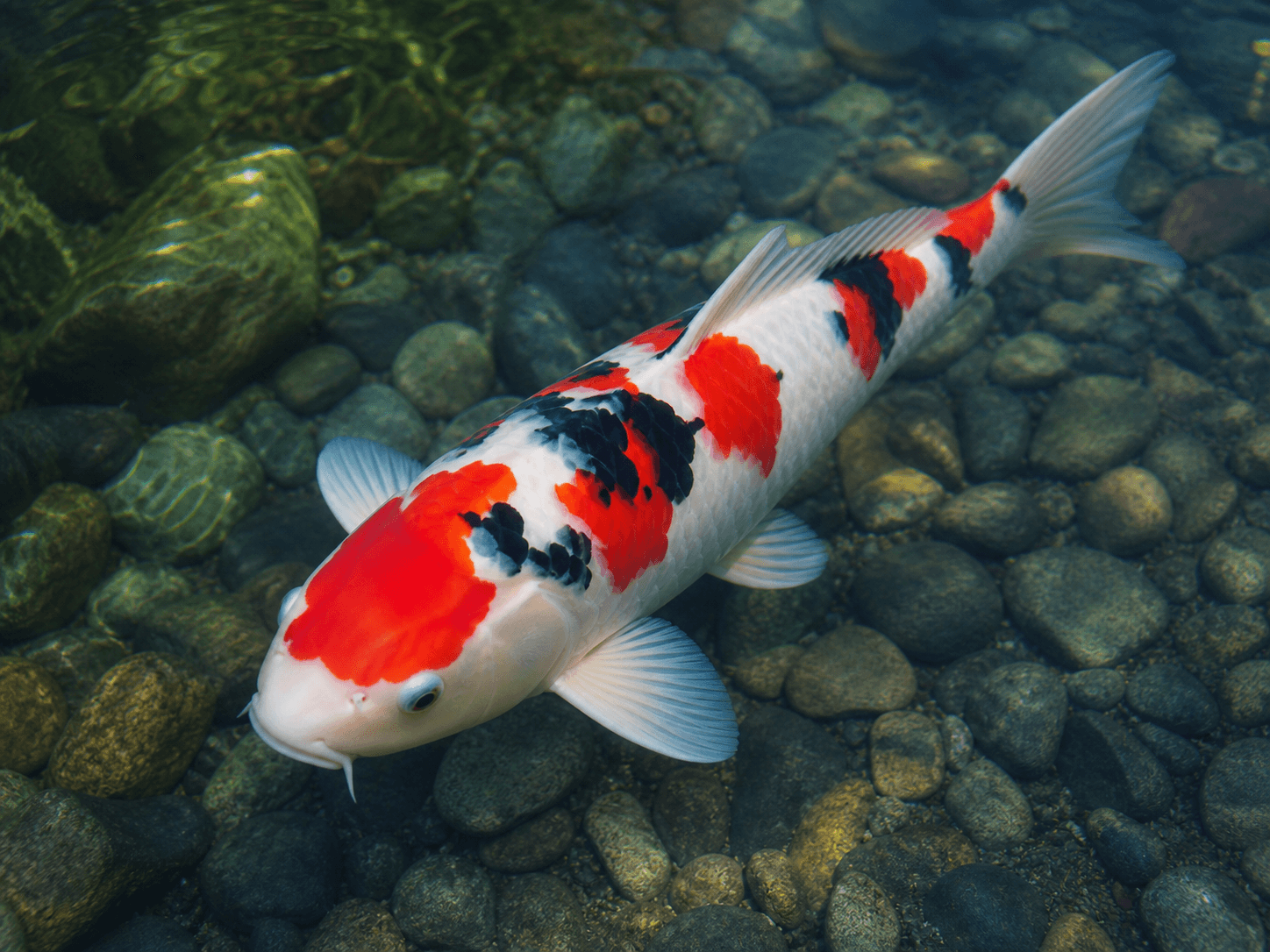 Koi Fish available online in India