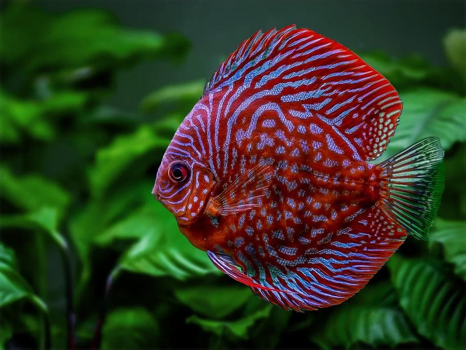 Discus – Standard