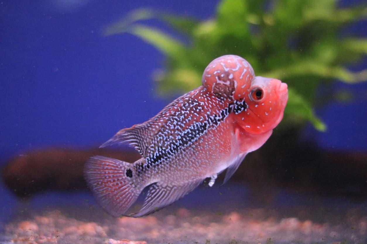 Flowerhorn – Baby