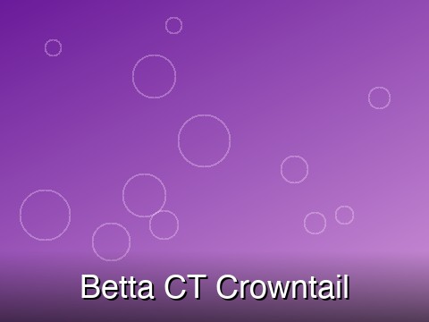 Betta – CT Crowntail
