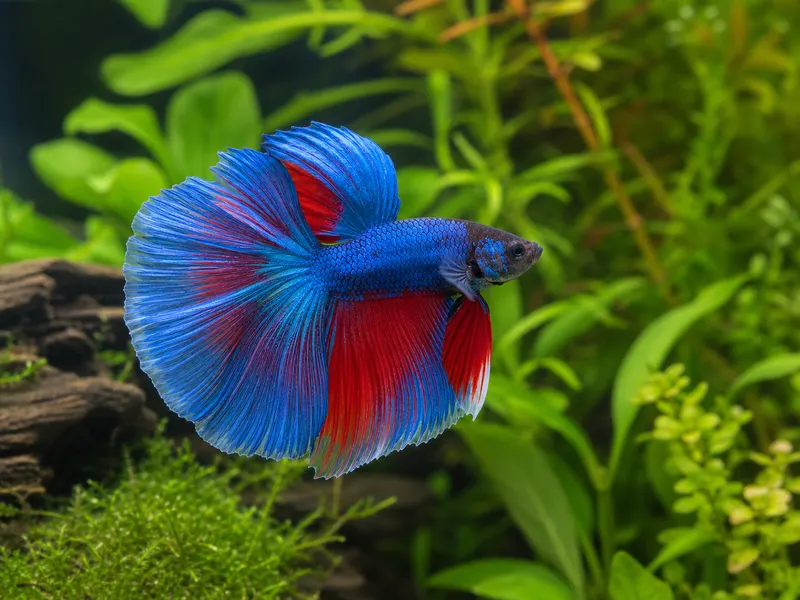 Betta Fish