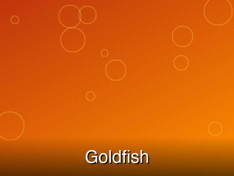 Goldfish – Medium