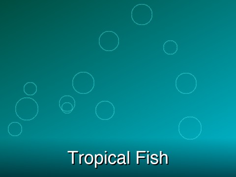 Guppy – Dumbo Ear Blue