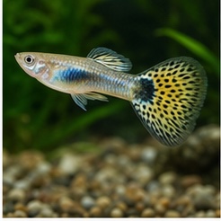 Tropical Fish available online in India