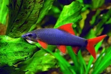 Zebra Pink at Rs 0.90/piece, Fish Aquarium Accessories And Aquarium Fishes  in Tiruvallur