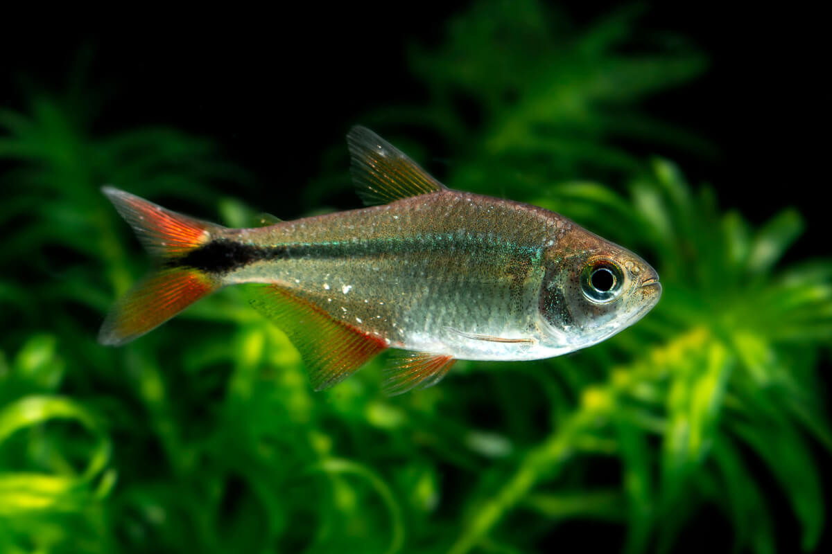 Тетрагоноптерус рыбка