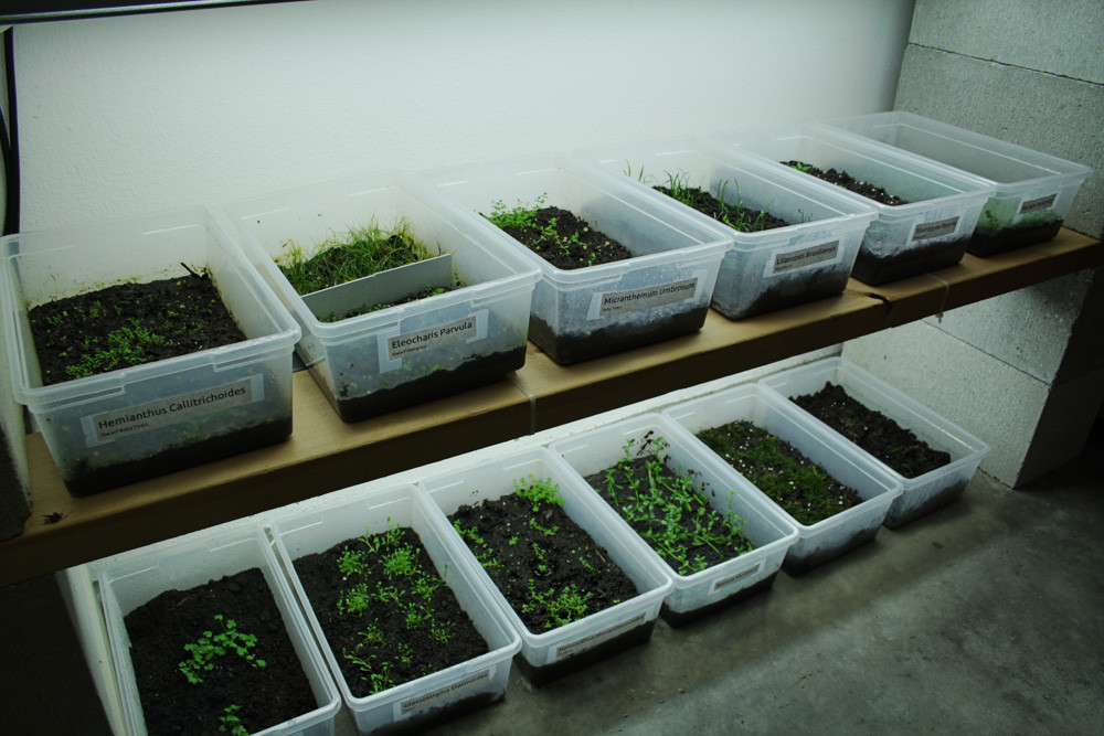 Emeresed grow pot plants