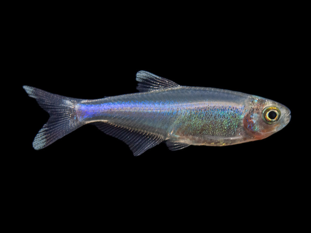 blue king tetra