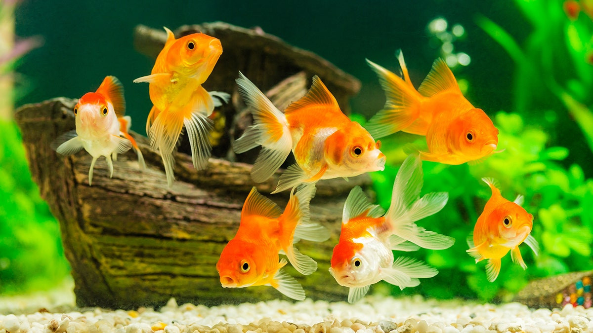 How to Set Up a Goldfish Tank?