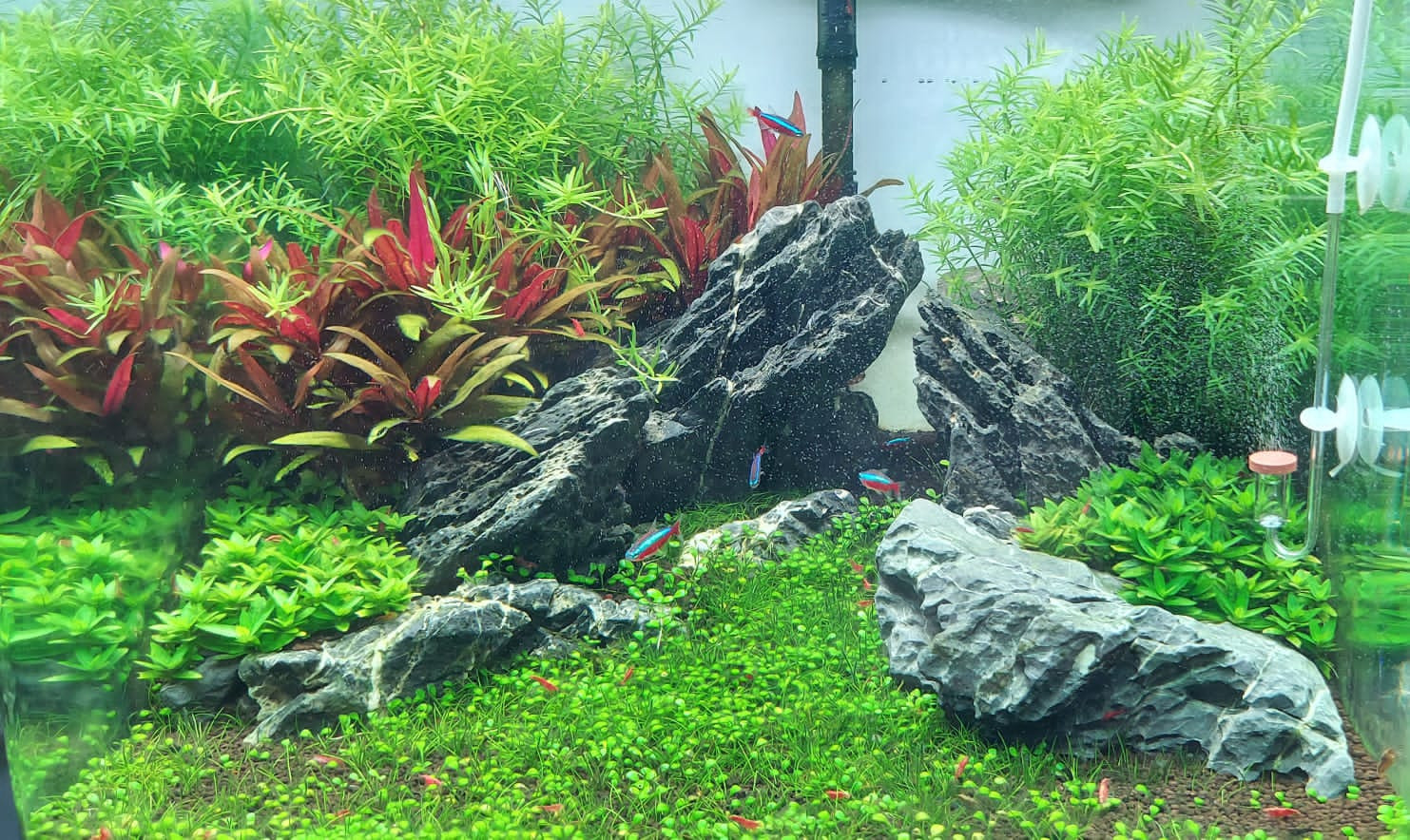 Planted tank setup