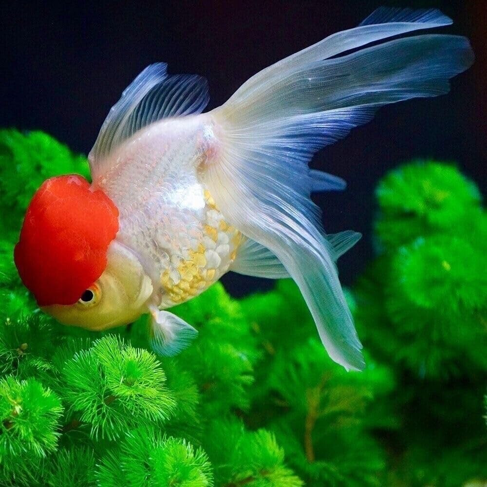 Red Cap Oranda