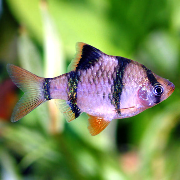 Red Tiger Barb