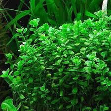 Moneywort