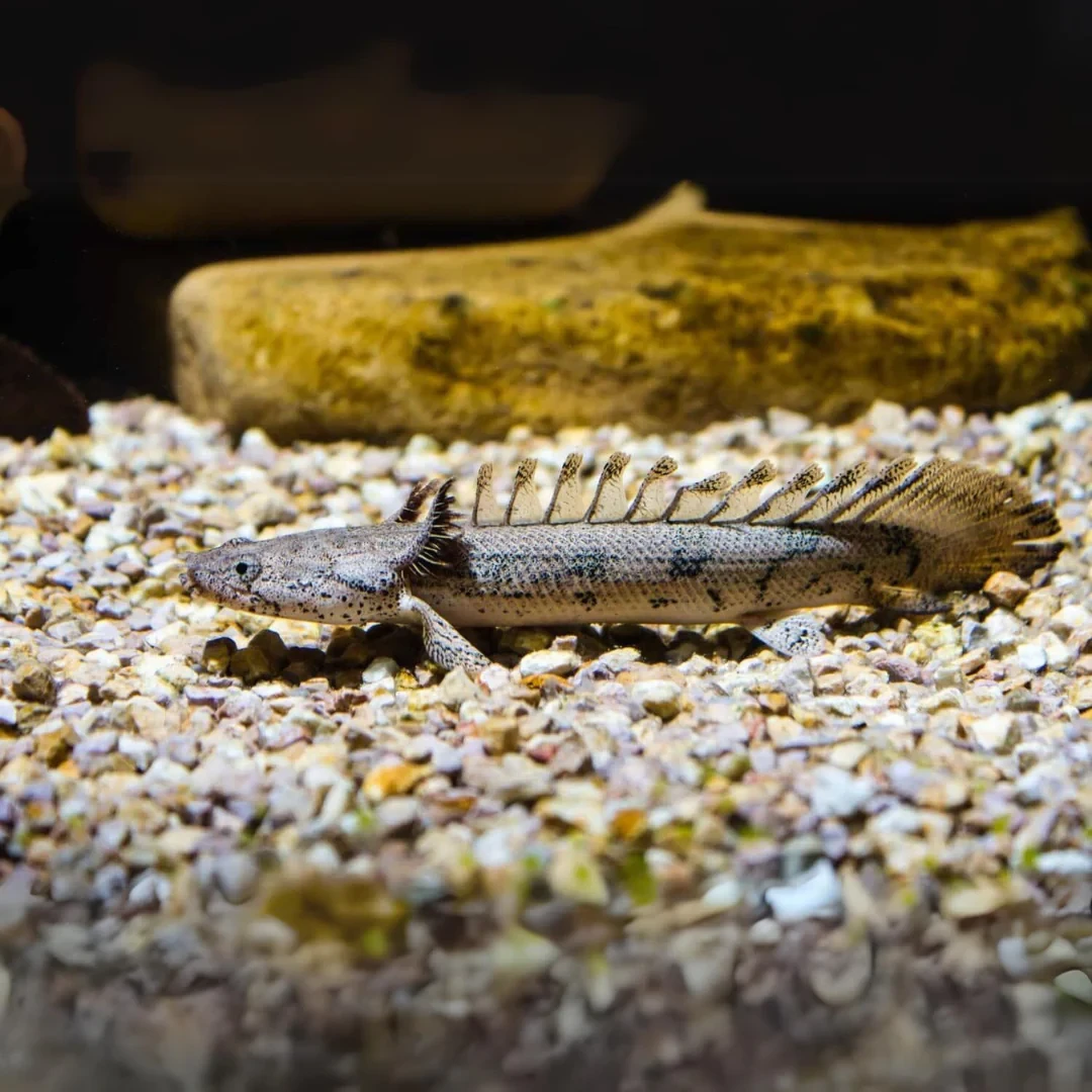 Green Senegal Bichir