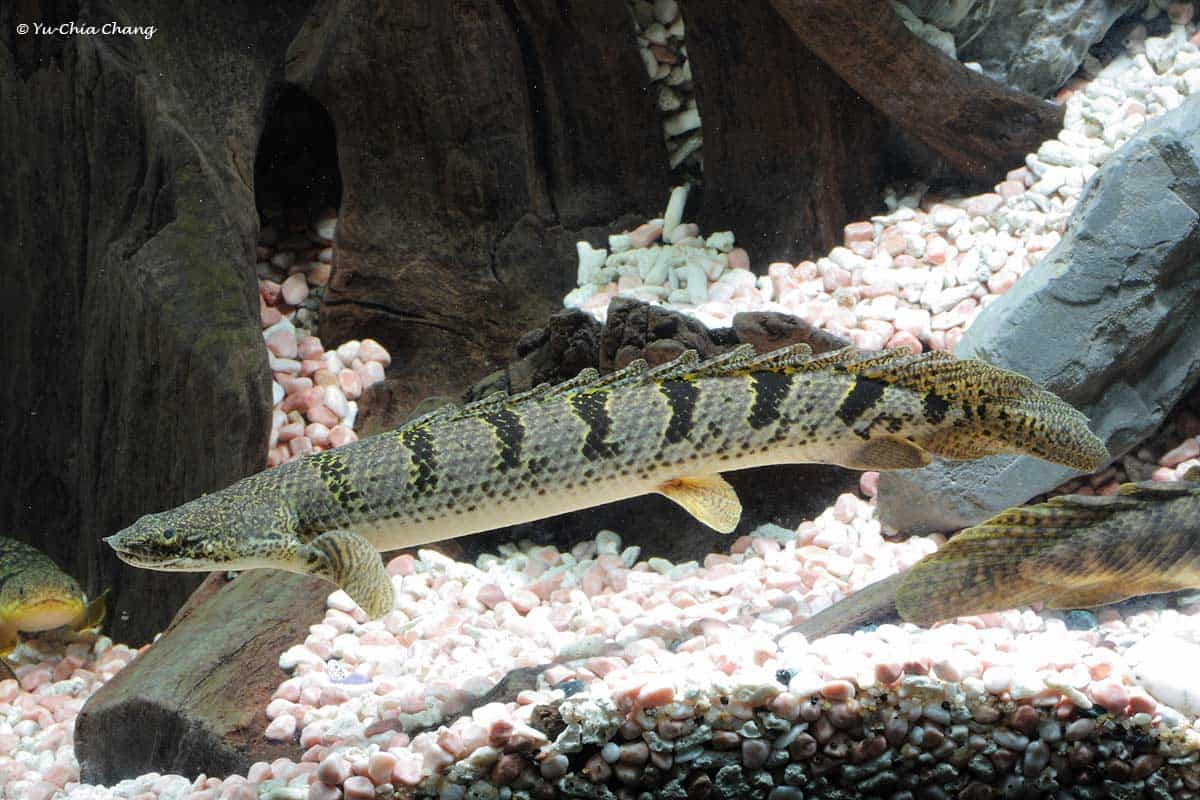 Delhezi Bichir