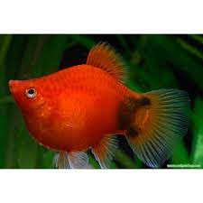 Balloon Platy