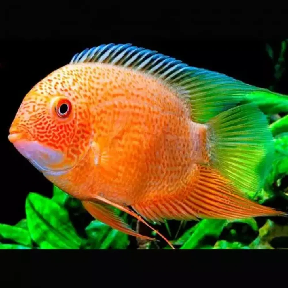 Red Spotted Severum