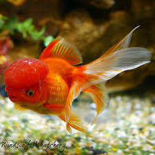 Lionhead Goldfish