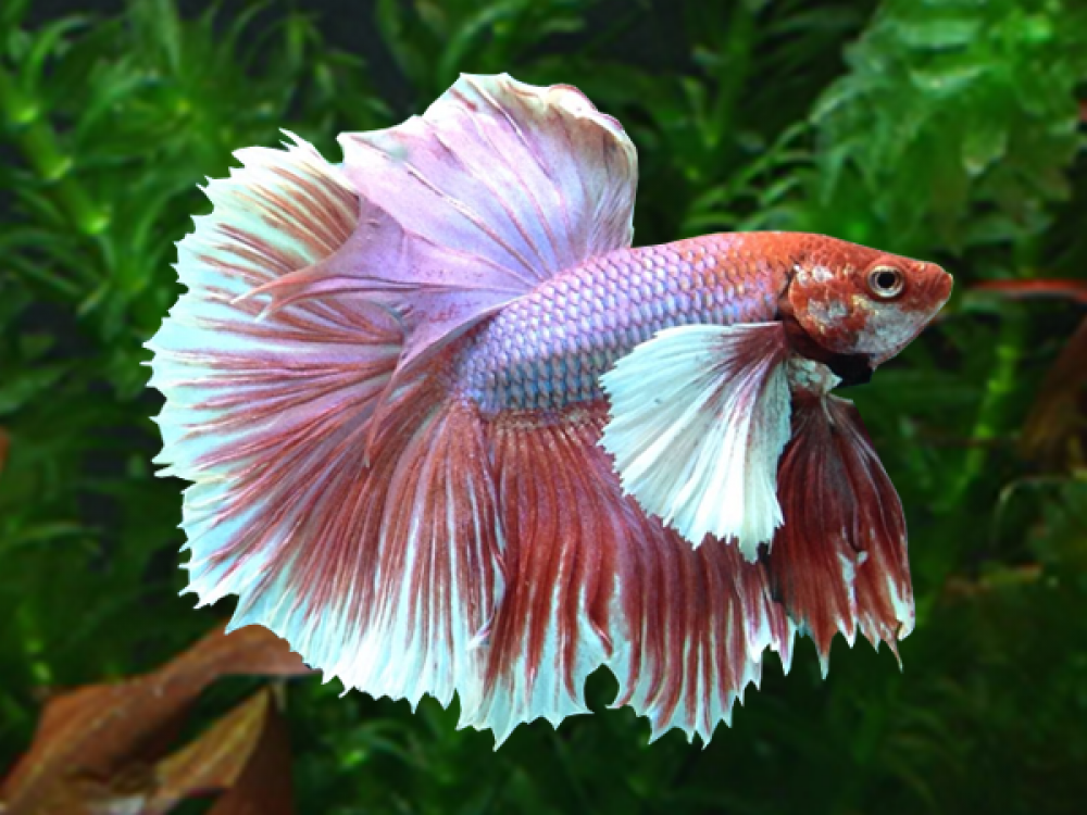 Elephant ear full moon betta fish