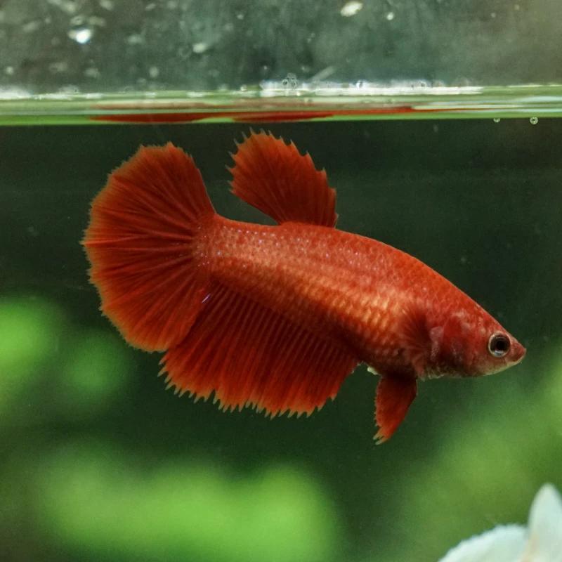 Betta Fish Female