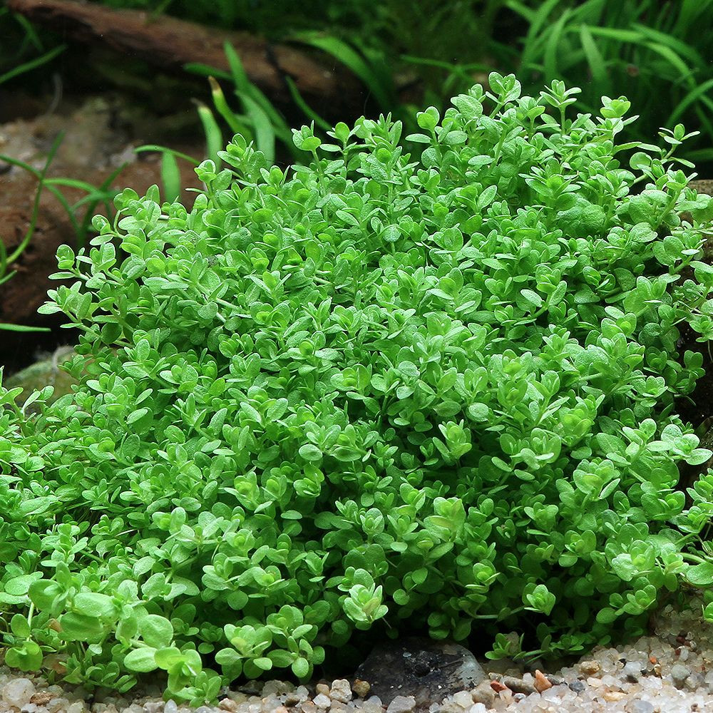 Hemianthus calitricoides cuba (C008)