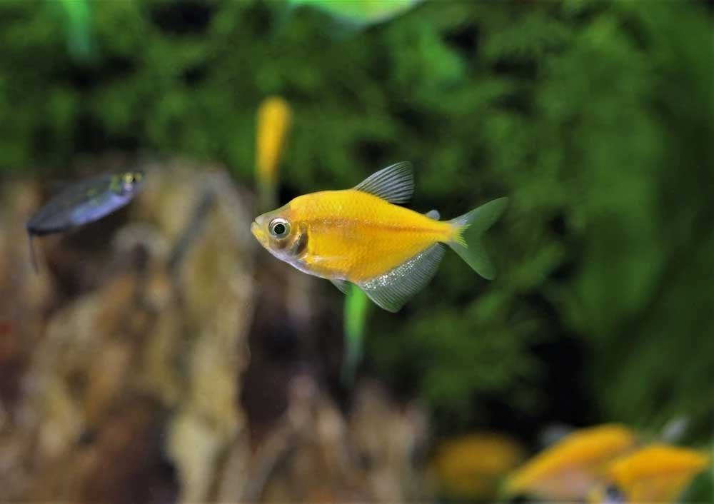 Yellow Widow Tetra