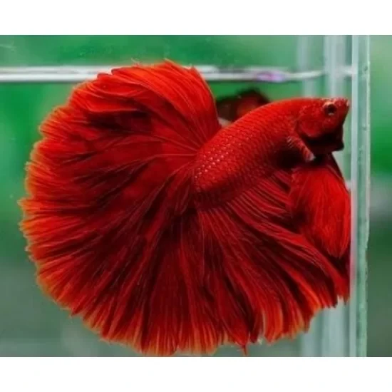 Full moon Betta fish Female