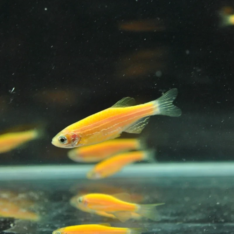 Yellow Zebra Danio