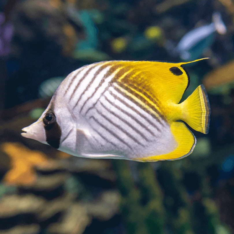 Auriga Butterfly fish