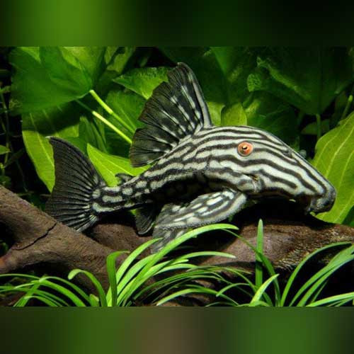 Pleco - L191