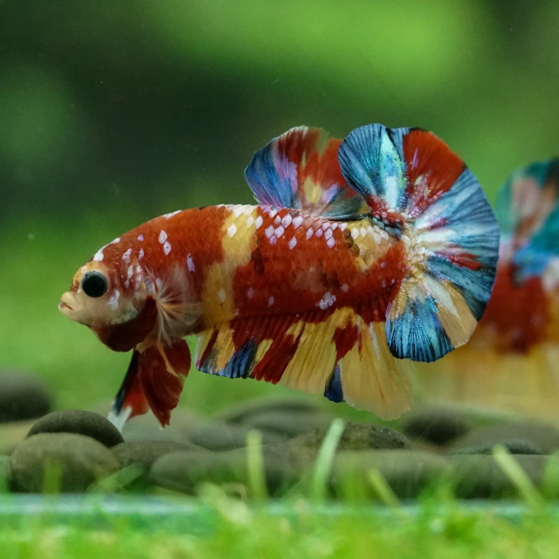 Plakat Betta fish