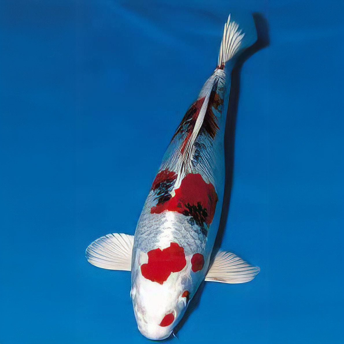 Yamato Nishiki Koi kolathur fish market