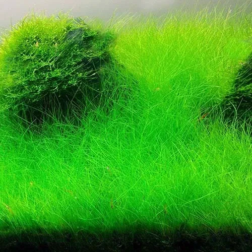 Japanese Hair Grass