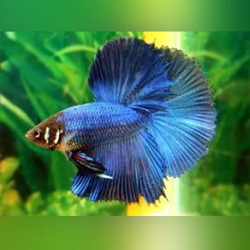 Betta Fish Male