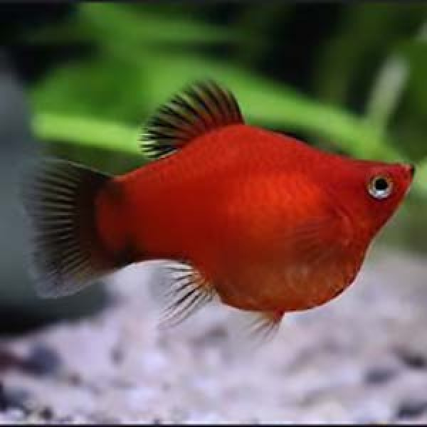 Balloon Platy