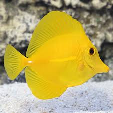 Yellow Tang