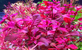 Ludwigia Red