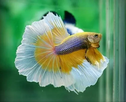 Fancy full moon betta fish