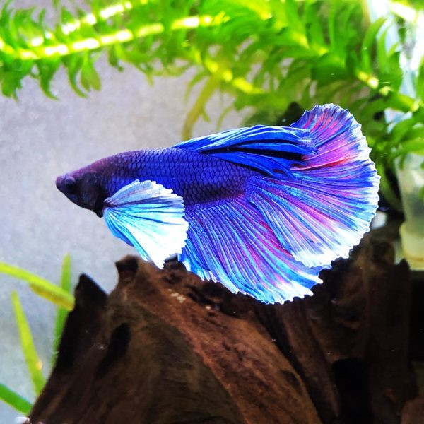 Elephant ear full moon betta fish