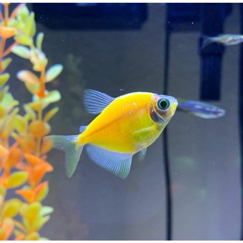 Yellow Widow Tetra