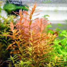 Rotala Orange