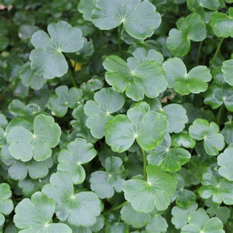 Pennywort Pot