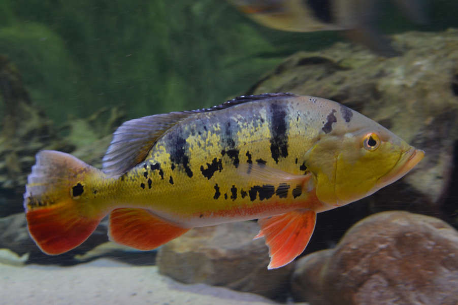 Peacock Bass