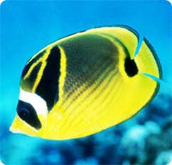 Raccoon Butterfly fish