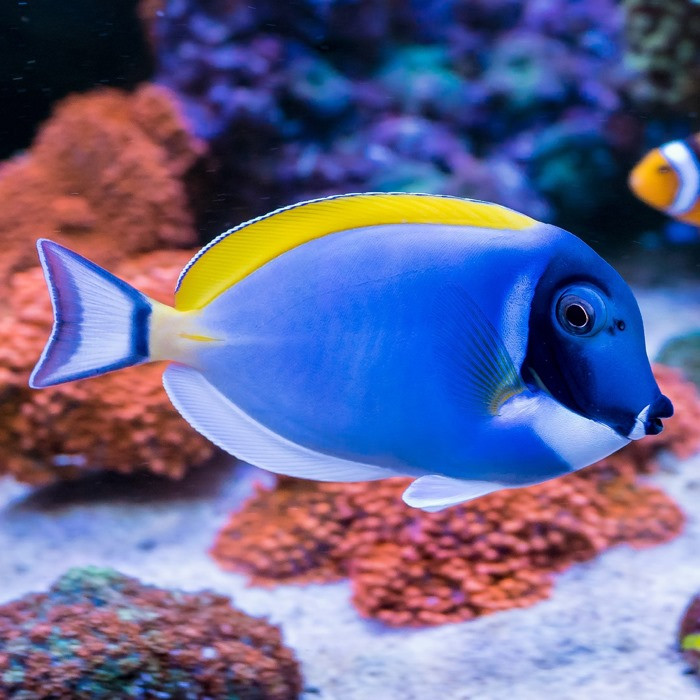 Blue Tang