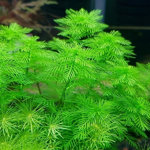 Green Myriophyllum