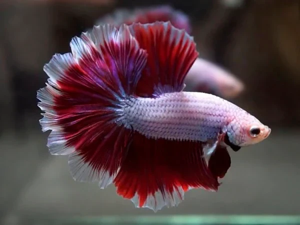 Rose tail betta fish