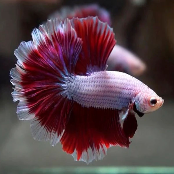 Rose tail betta fish