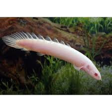 Albino Senegal Bichir